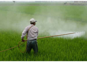 Bayer-Monsanto, condenada a pagar 71 millones de euros a un usuario por un herbicida cancerígeno