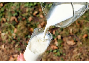 Los peligros de la leche cruda de vaca, el consumo de riesgo autorizado en Cataluña